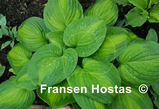 Hosta Holy Mole